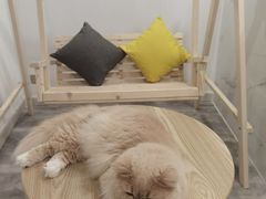 -楼上猫咖(罗湖店)
