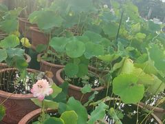 -洛阳市隋唐城遗址植物园