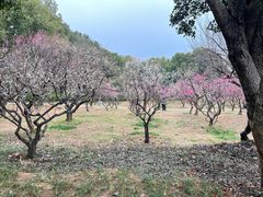 -无锡梅园公园