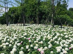 -桤木河湿地公园