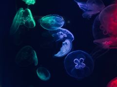水母-台州海洋世界