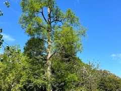 -墨尔本皇家植物园