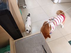 -宠福鑫康馨动物医院·骨科·眼科