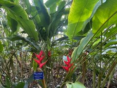 -中国科学院西双版纳热带植物园