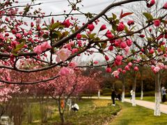 -昆山城市生态森林公园