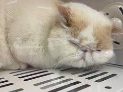 -FAELING PETS美天灵宠物(富力广场店)