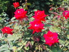 -人民公园(罗湖区)