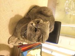 iphone_upload_pic-猫色咖啡·猫咖