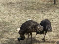 -石家庄市动物园