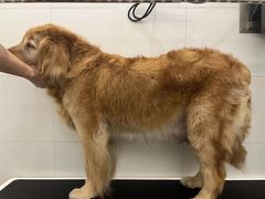 -comecome来吧宠物(奥克斯中心店)