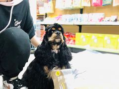 -汪小喵宠物·戴维斯乐芳希施宠馨宝皮毛调理洗护店