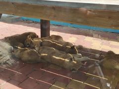 -大连森林动物园