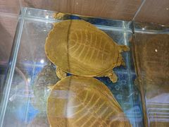 -笨笨甲甲鱼坊(蓝堡湾店)