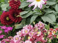 -上海共青森林公园