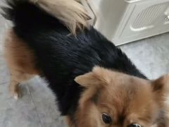 -波姐宠物家庭寄养
