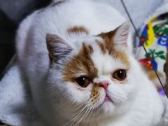 -申普宠物医院·心脏介入·心血管微创(总院)