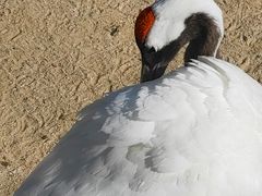 -盐城丹顶鹤湿地生态旅游区