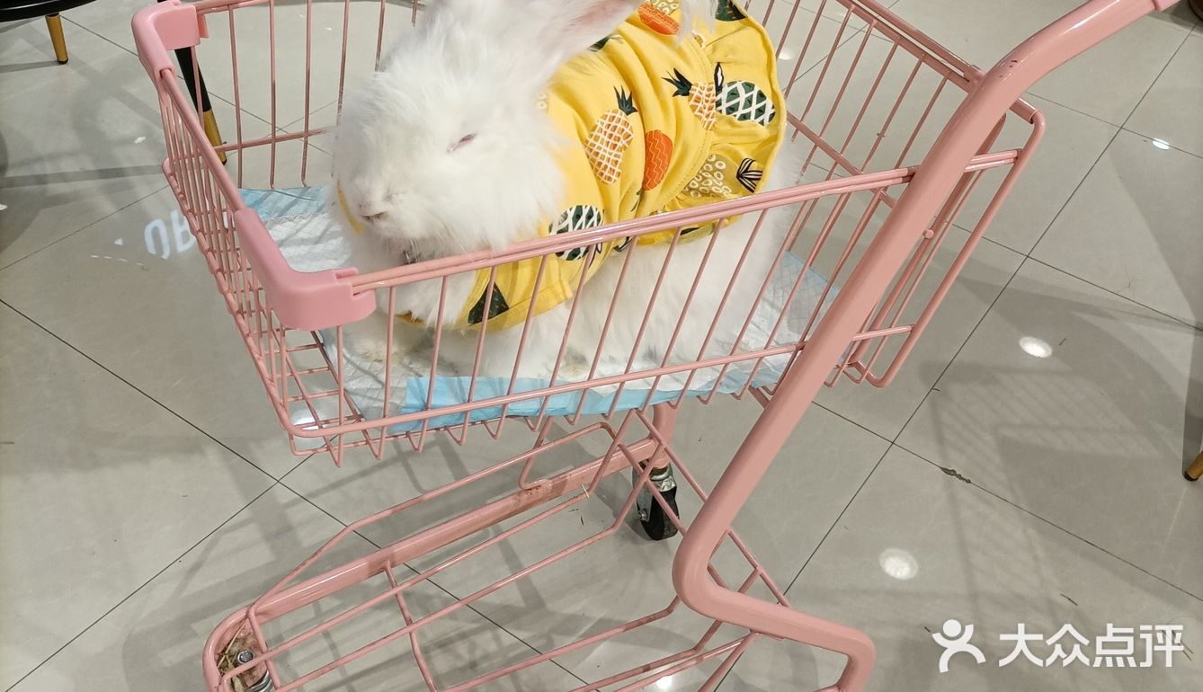 我是一只可爱的兔兔
