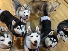 -Husky Go! 哈士奇体验馆·宠物咖啡厅狗咖