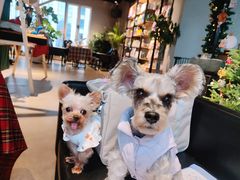 -百好乐宠物友好餐厅(朝外大街店)