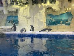 -华夏文旅海洋公园