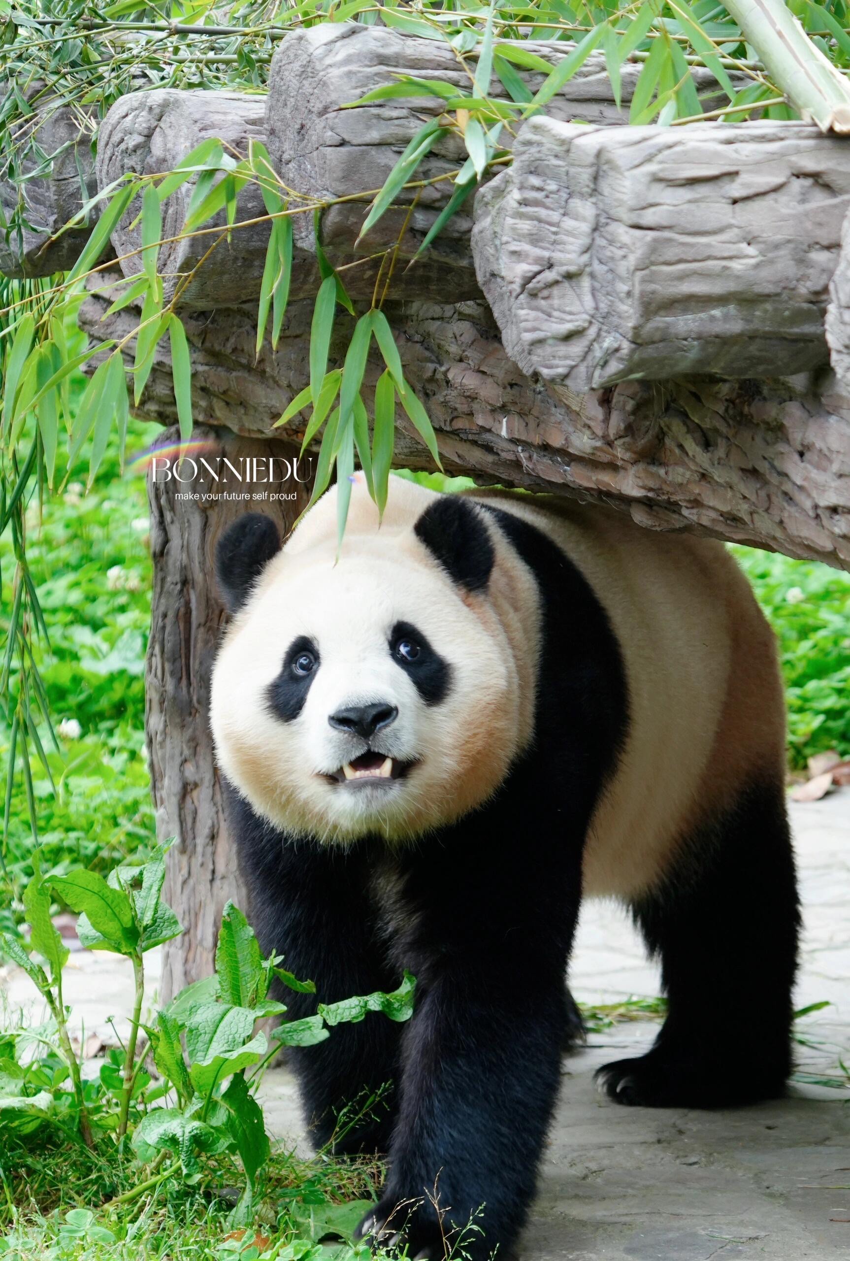 大熊猫的样子图片图片