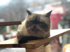 -more than meow吴止猫主题餐厅(承德 中船汇店)