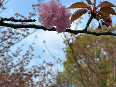 -高东镇樱花园