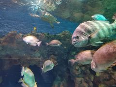 -上海海洋水族馆