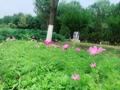 -永定河休闲森林公园