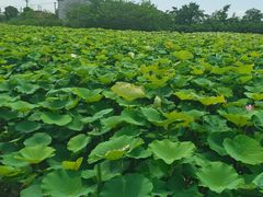 -梁鸿国家湿地公园