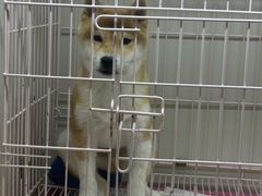 -萌宠之家·腊肠犬·马尔泰·小体犬舍