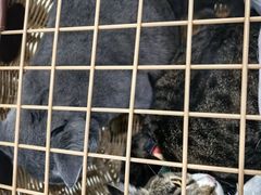 -瑞鹏宠物医院·微创内窥镜·骨外科·牙科(翠竹分院)