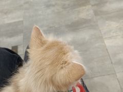 -楼上猫咖(罗湖店)