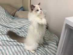 -Bastet sally猫舍购宠(静安店)