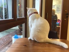 -有猫主题·治愈系猫咖(曾厝垵店)