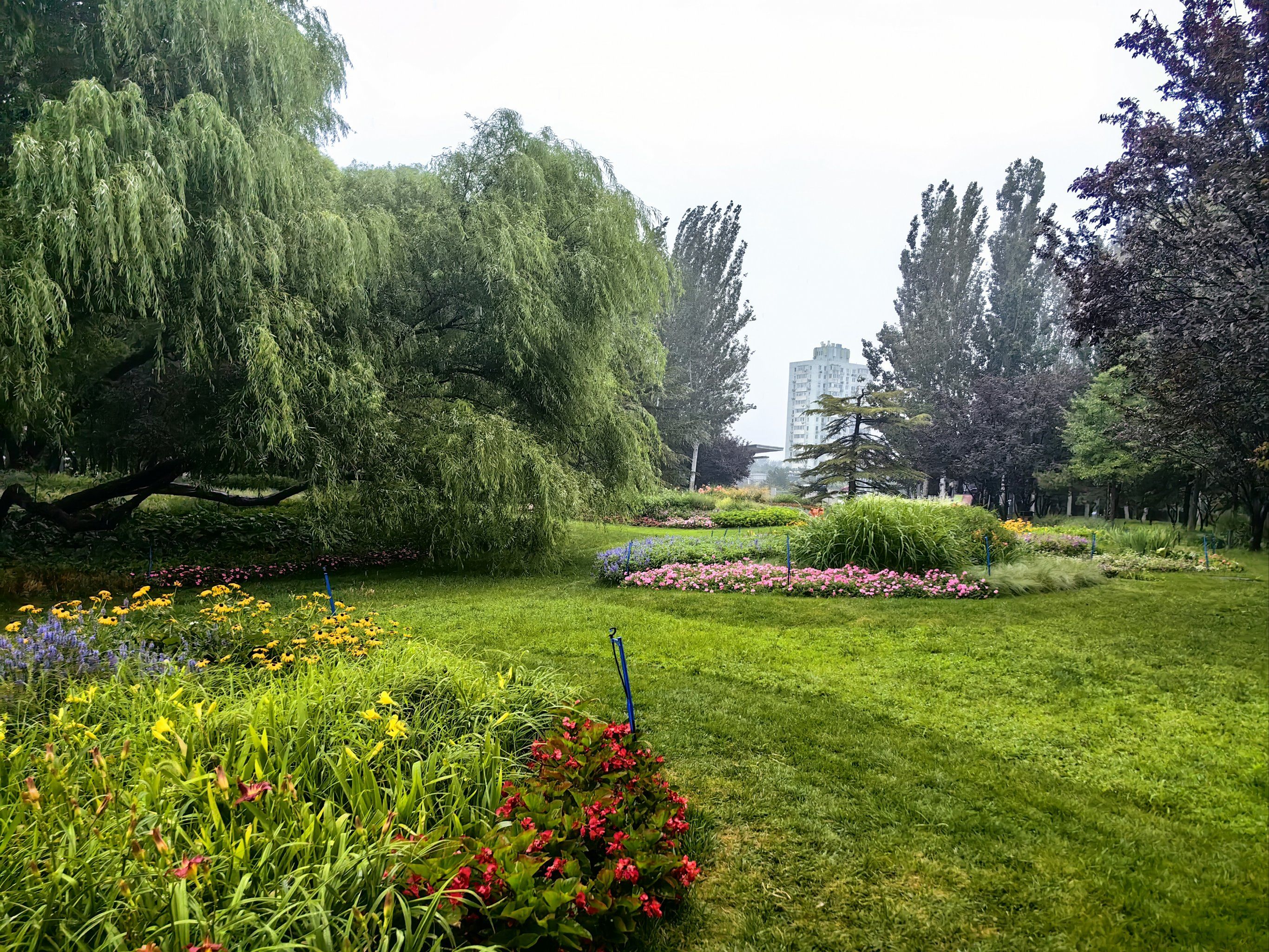 海淀花园的花海