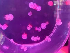 -大连圣亚海洋世界