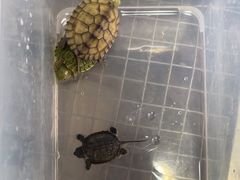 -灵龟之家百象馆(百象馆联合旗舰店)