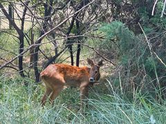 -北京麋鹿生态实验中心