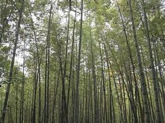 -镇江市南山风景名胜区竹林景区