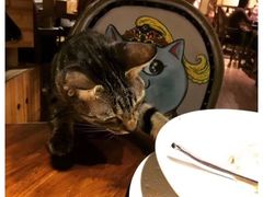 -more than meow吴止猫主题餐厅(承德 中船汇店)