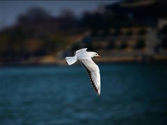 -中山夏威夷游泳馆(小榄店)