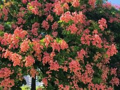 -春花秋色城市公园