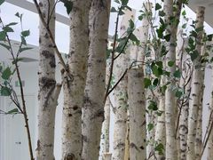 -极简口腔(总院)