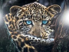 -罗红摄影艺术馆