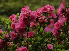-上海滨江森林公园