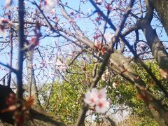 -广富林郊野公园