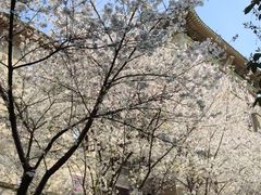 -武汉大学-樱园