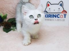 -十年猫舍·猫咪专门店(普陀店)